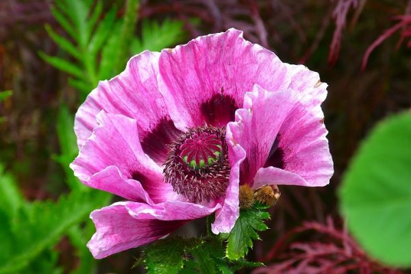 color pink poppy