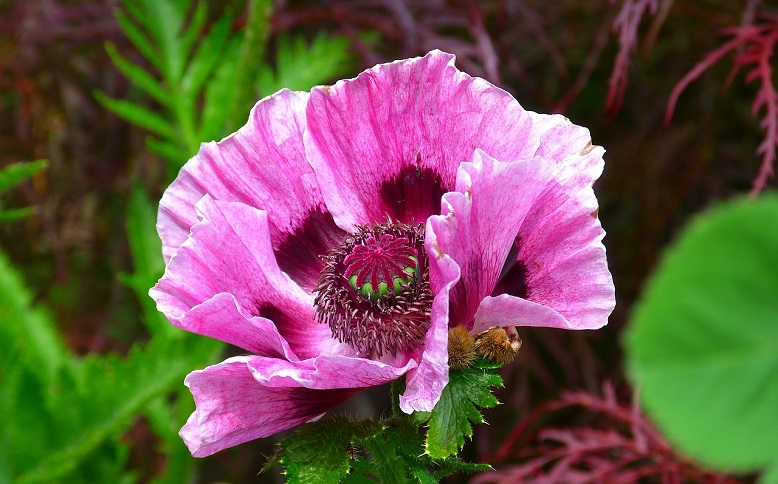 color pink poppy