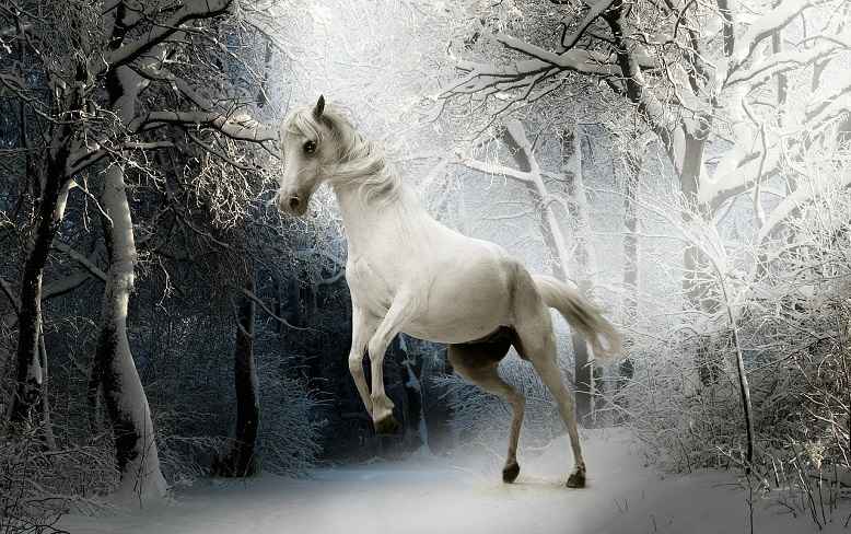 color white horse